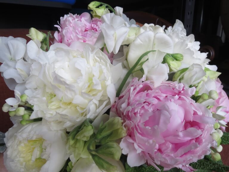 a bouquet created with pale pink peonies white peonies white bouvardia and white sweet pea
