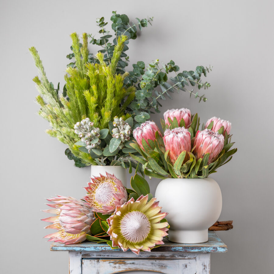 king protea tetragona gumnuts protea woolly bush and eucalyptus leafs arranged on a table in two vases
