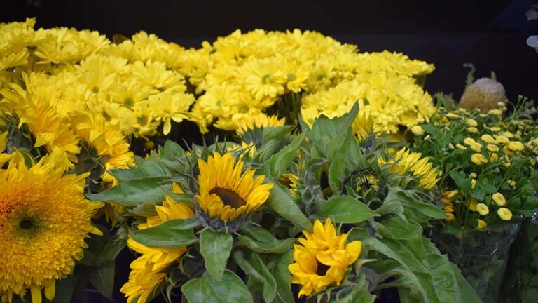 bunches of yellow flowers including sunflowers, daisy chrysanthemums and matricaria