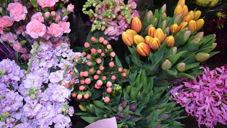 Bunches of fresh colourful flowers including pink Tulips, Lilac Stocks, pink Carnations and pink Snapdragons