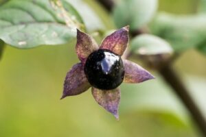 a black berry on a plant