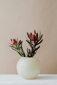 Leucadendron Leucadendron flowers in a vase
