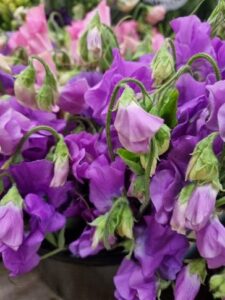 Sweet Peas