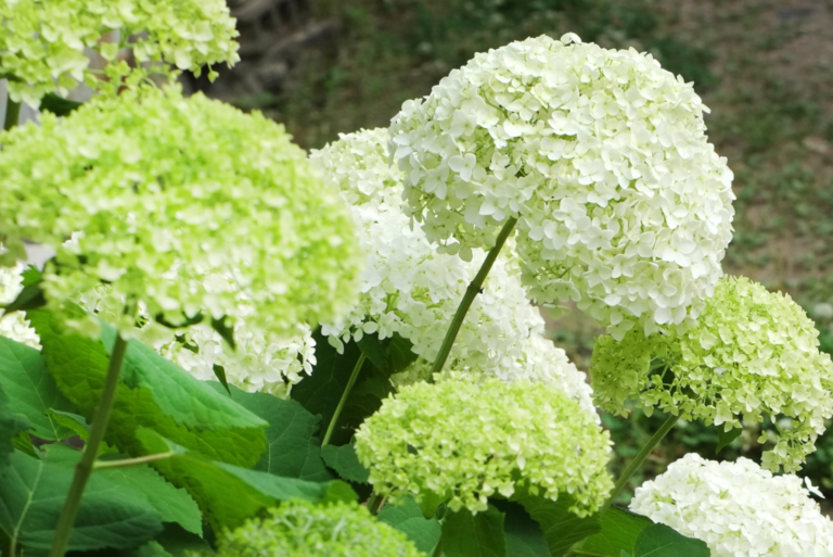 Green and white hydrangea blooms growing closely together in a garden.
