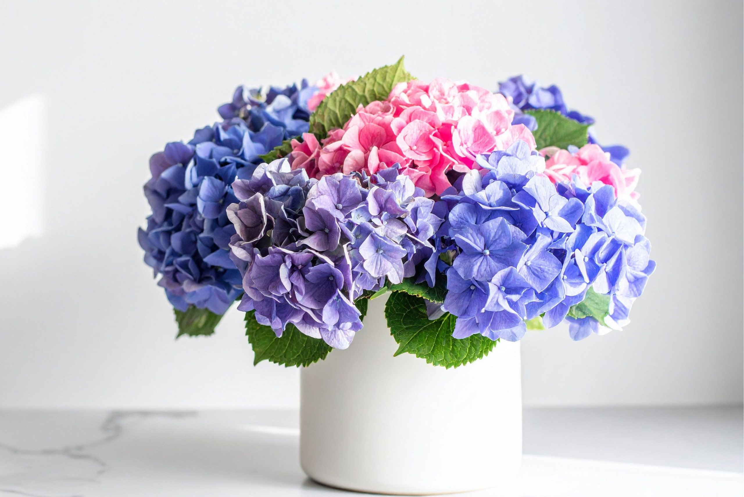 Hydrangea in a vase